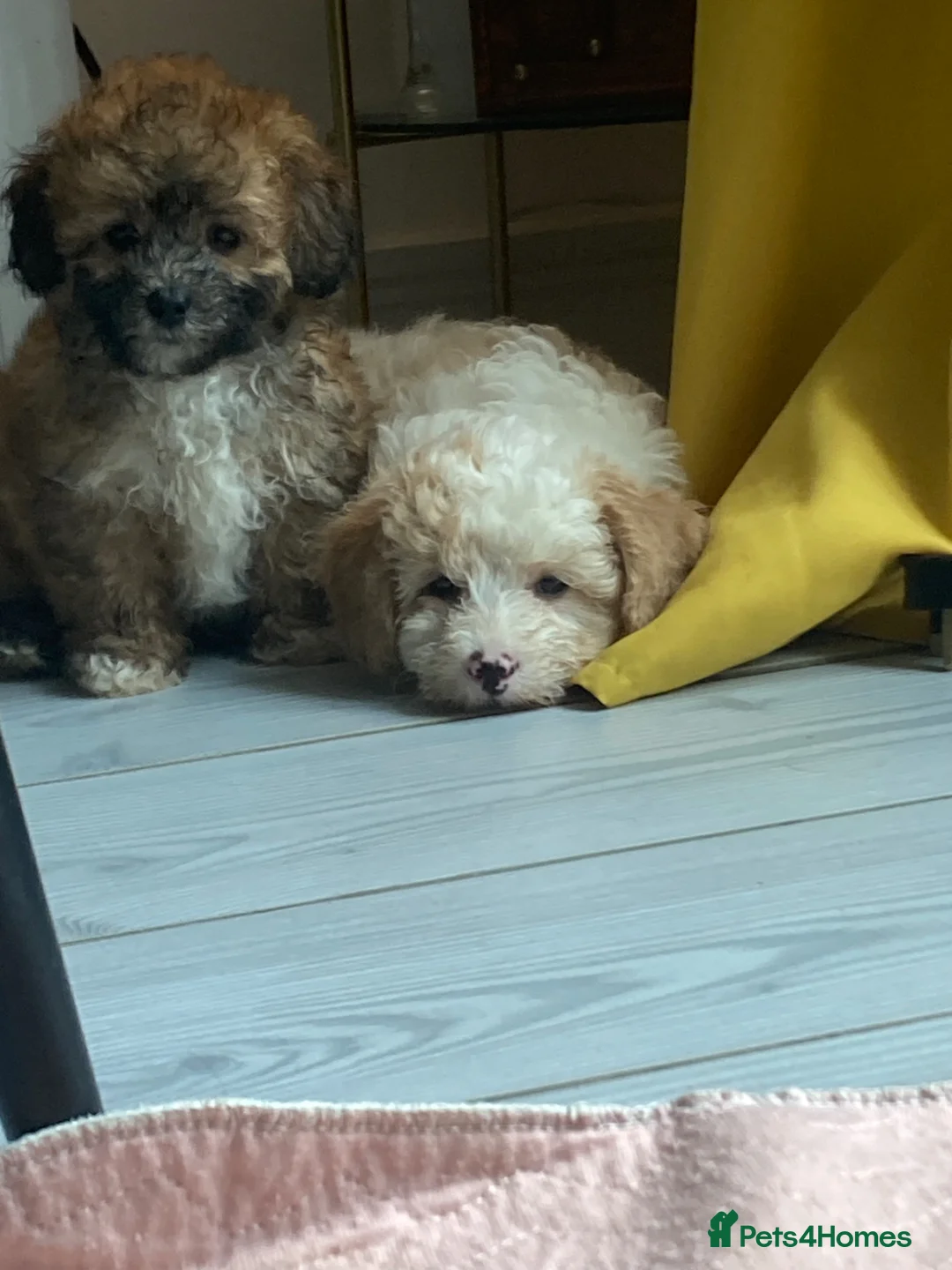 Shihpoo dogs for sale:  . Shihpoo WAITING LIST Open Limited Spaces - Advert 1