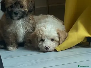 Shihpoo dogs . Shihpoo WAITING LIST Open Limited Spaces - Advert 1