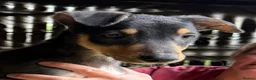 Lurcher dogs for sale: Quality Lurcher pups  in Cwmbran - Advert 8
