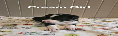 Cream Girl