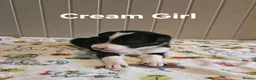 Border Collie dogs for sale: Border Collie Puppies – Looking for Forever Homes in Swindon - Advert 7