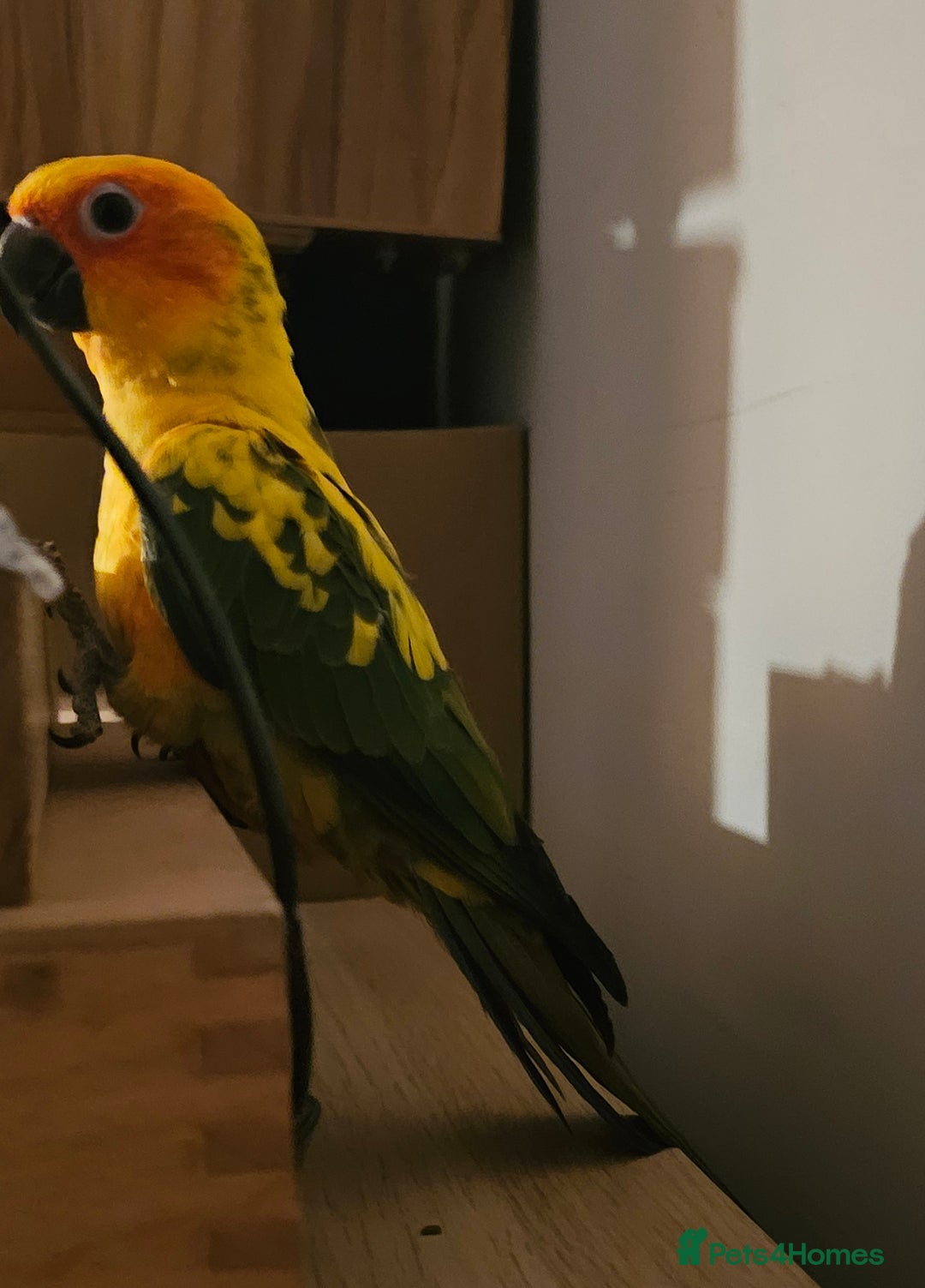 Conures birds for sale: Very sweet tame sun conure  - Image 6