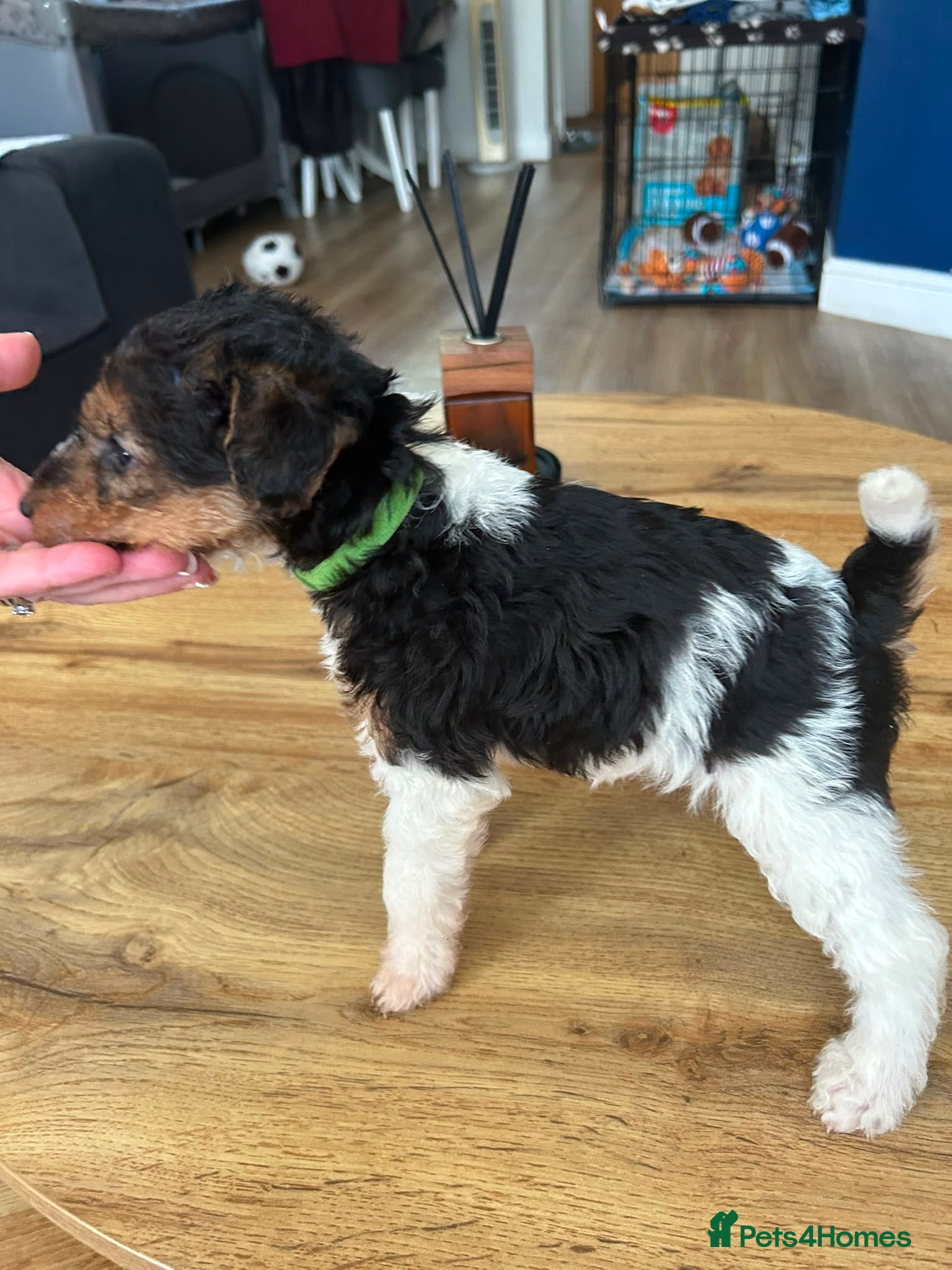 Fox Terrier dogs Beautiful wire fox terrier  - Advert 7