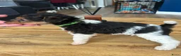 Fox Terrier dogs for sale: Beautiful wire fox terrier  - Advert 1