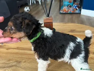 Fox Terrier dogs Beautiful wire fox terrier - Advert 7