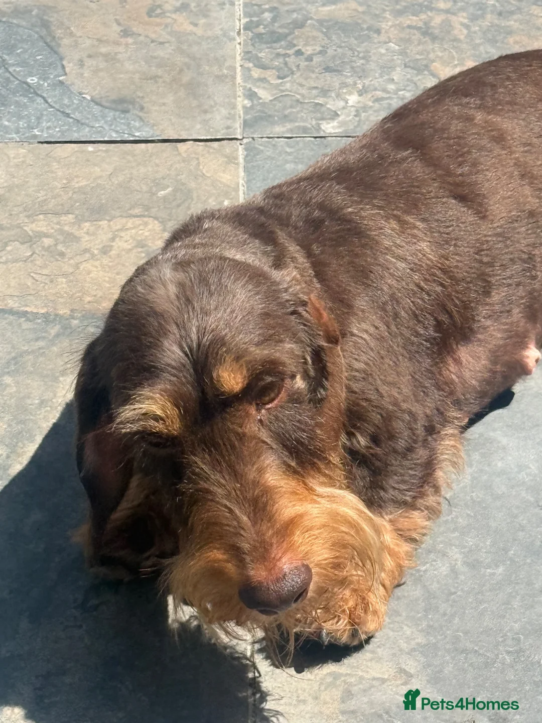 Miniature Dachshund dogs for sale: Rehoming miniature wire girls - Advert 2