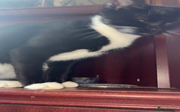 British Longhair cats for sale: Rescue kittens🧡 - Image 7