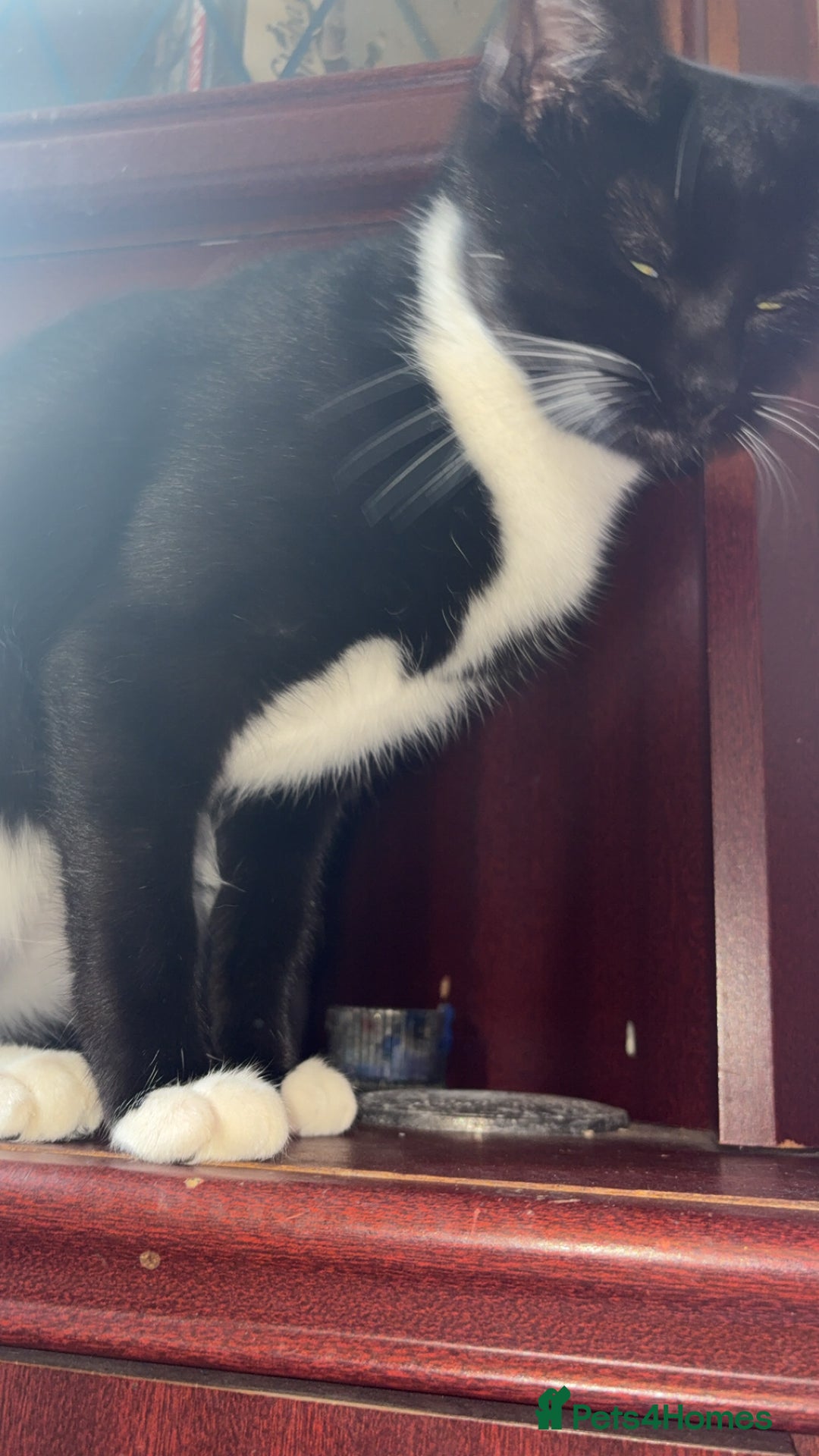 British Longhair cats for sale: Rescue kittens🧡 - Image 7