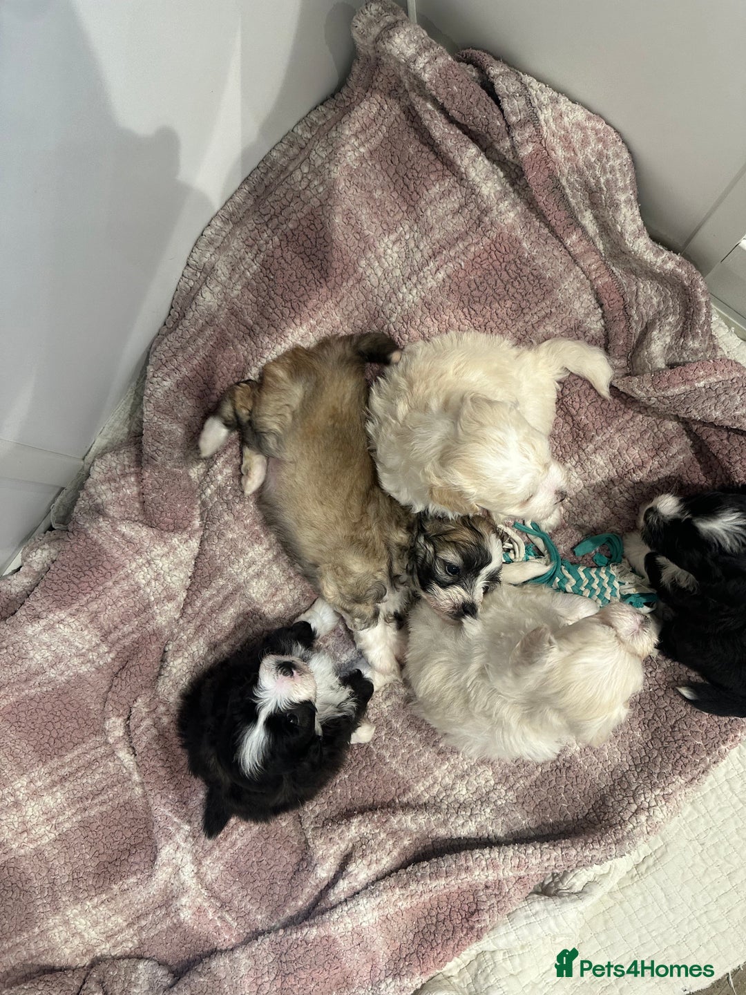 Maltipoo dogs for sale: Very small Maltipoo  - Image 13