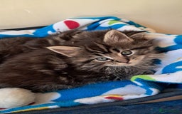 Mixed Breed cats for sale: Maine Coon cross Norwegian kittens - Image 6