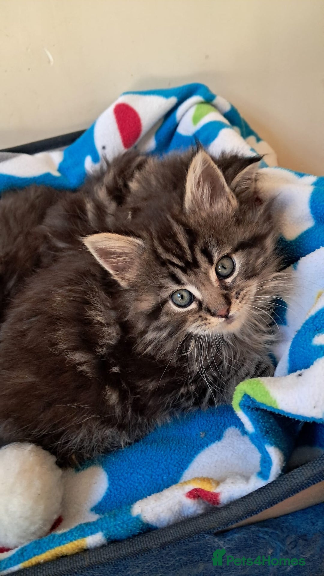 Mixed Breed cats for sale: Maine Coon cross Norwegian kittens - Image 6