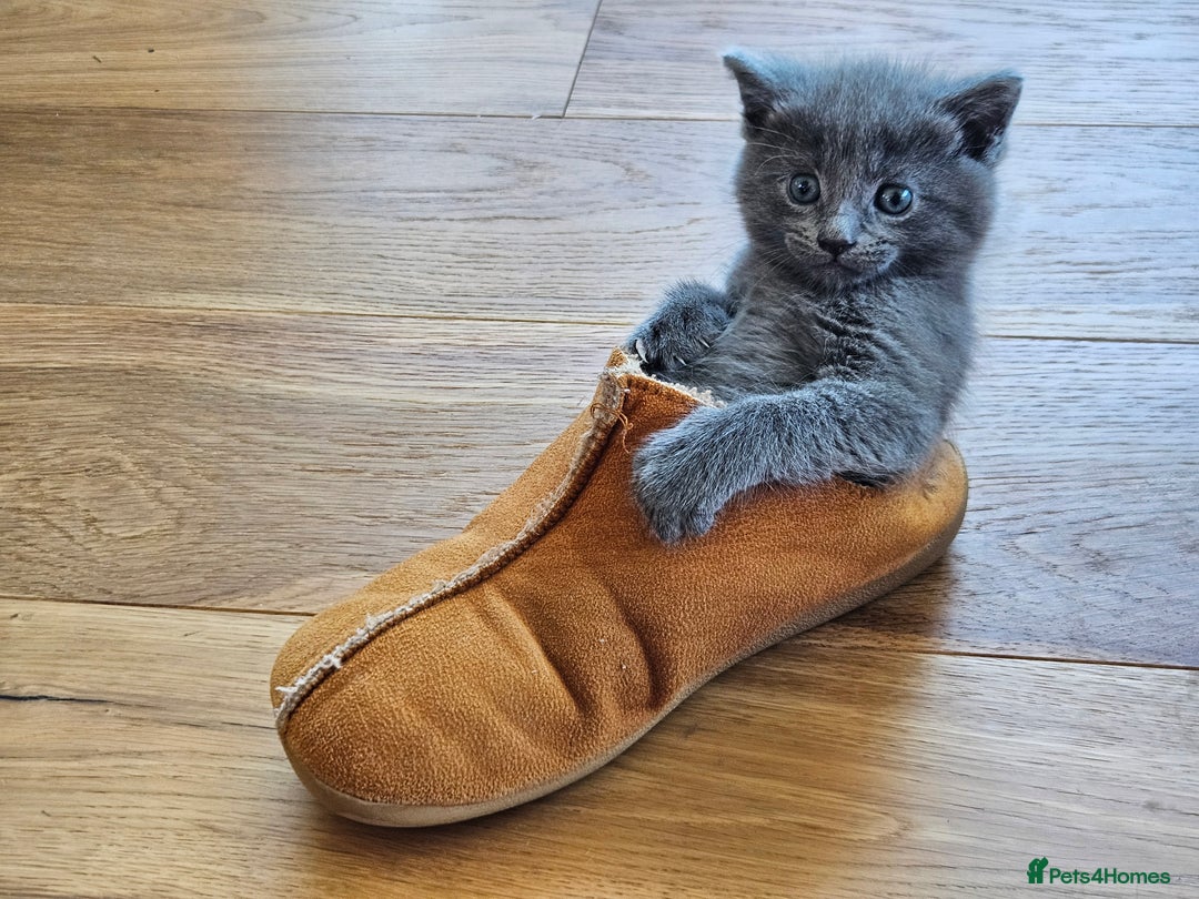 Maine Coon cats for sale: Adorable Maine Coon cross litter for sale - Advert 13