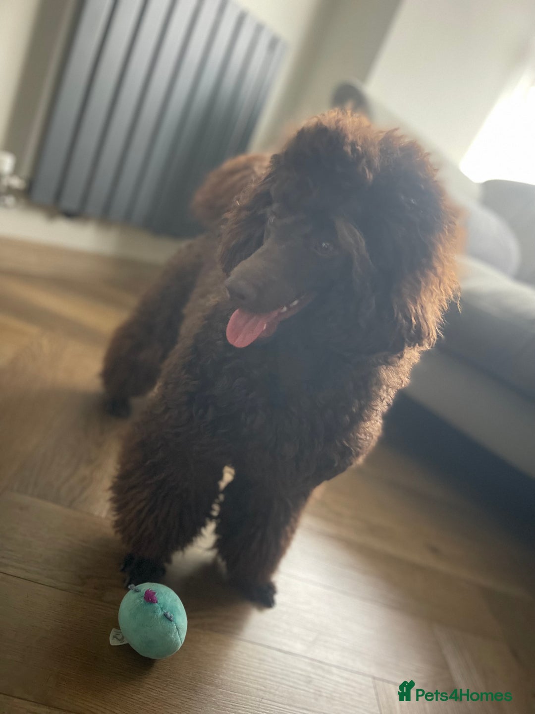 Miniature Poodle dogs for sale: Chesie – From Inter Champion Parents 💖 - Image 7