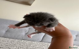 British Shorthair cats for sale: British Short kittens - Image 19