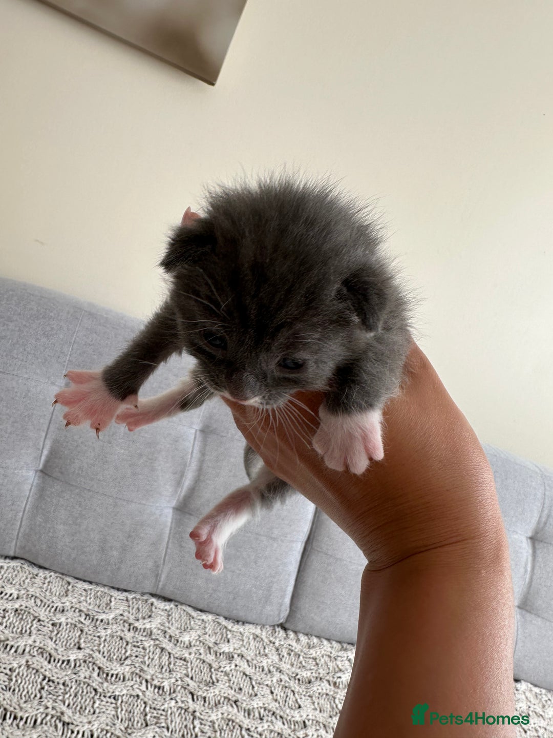 British Shorthair cats for sale: British Short kittens - Image 19