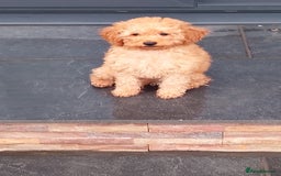 Miniature Poodle dogs for sale: ✨KC Top quality parents health tested pure breed ✨ - Image 9