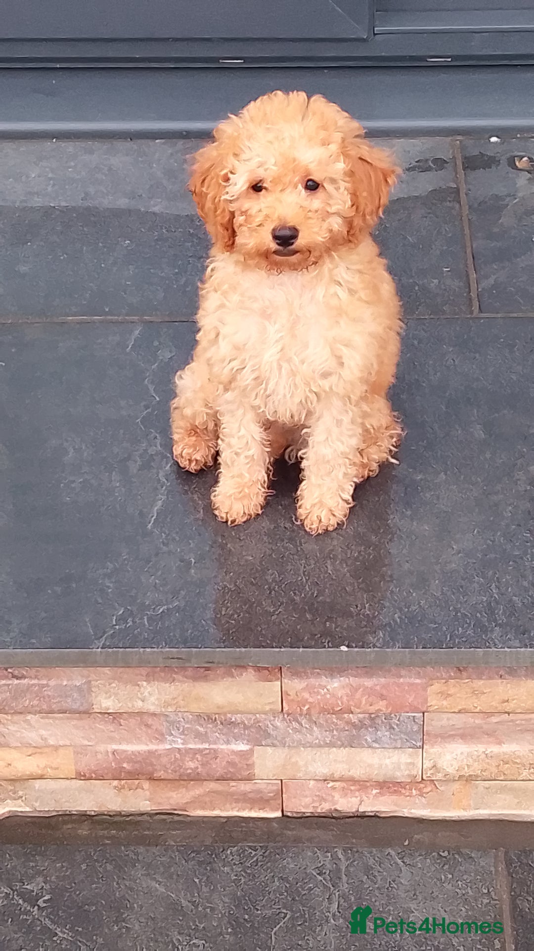 Miniature Poodle dogs for sale: ✨KC Top quality parents health tested pure breed ✨ - Image 9