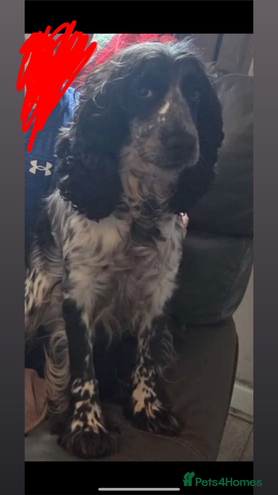 Cocker Spaniel dogs Cocker spaniel female pup - Advert 1