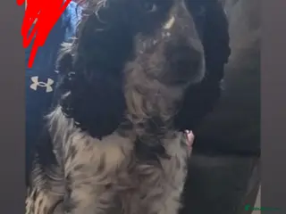 Cocker Spaniel dogs Cocker spaniel female pup - Advert 4