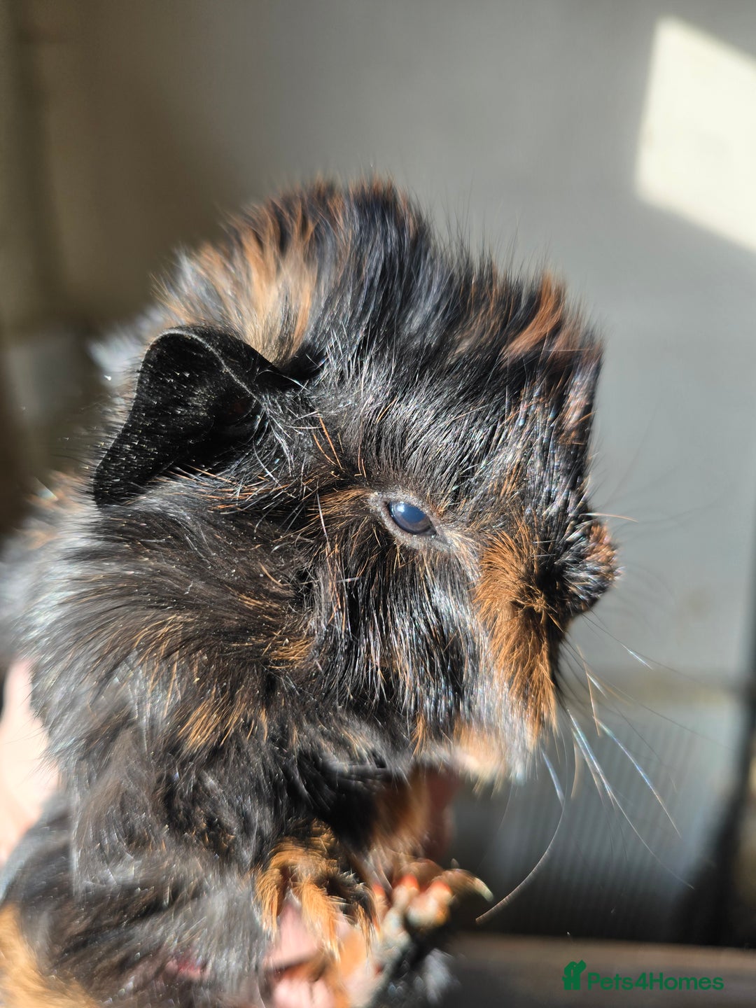 Guinea Pig rodents for sale: Male baby guinea pig  - Advert 4