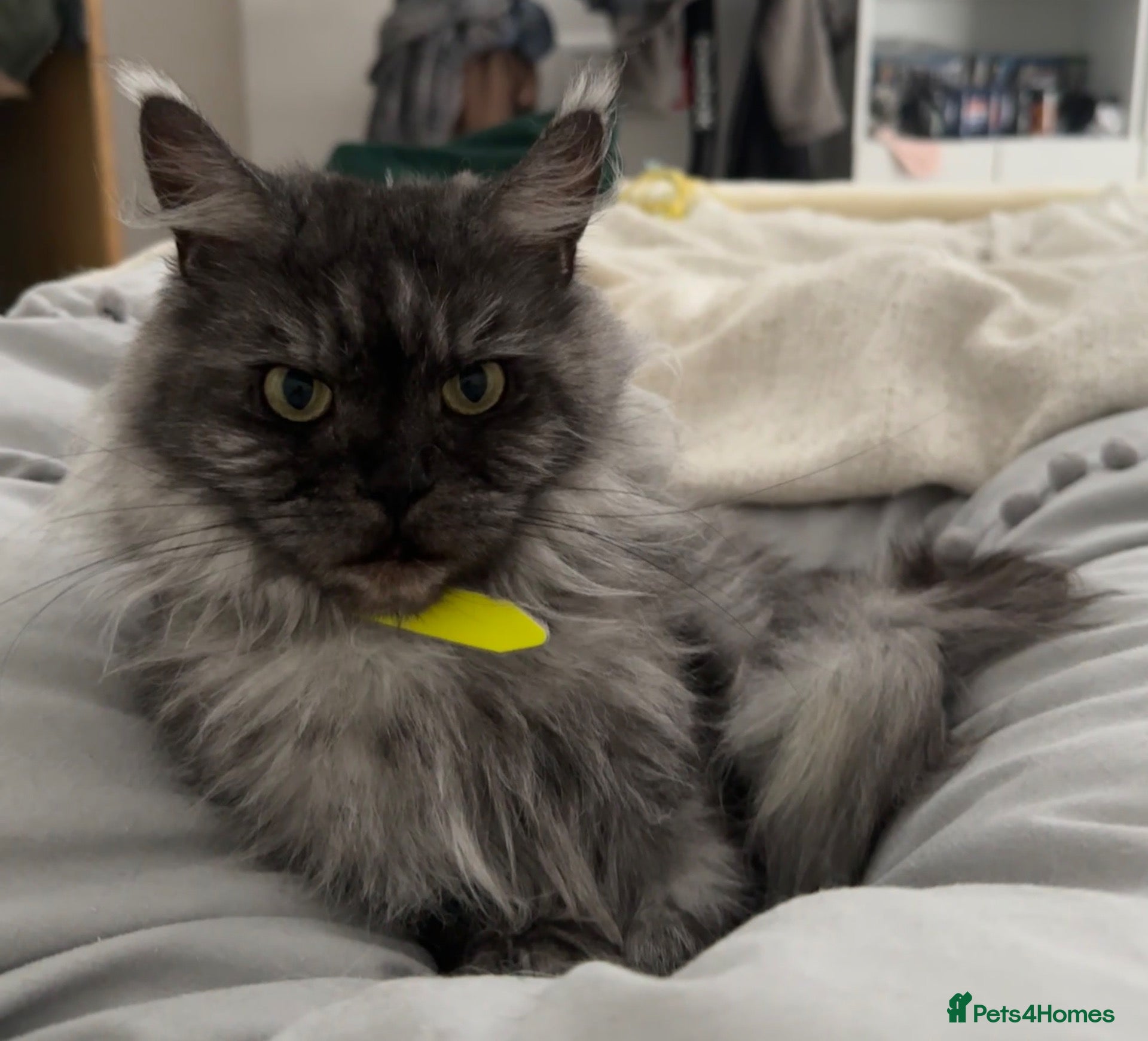 Maine Coon cats Urgent rehome beautiful smoke female Maine - Advert 7