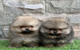 Pomeranian dogs for sale: Luxurious Tiny Pomeranian - 900g/11 weeks old - Image 3