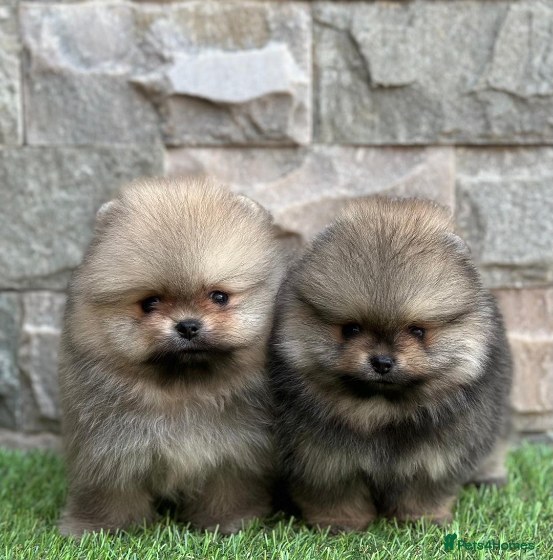Pomeranian dogs for sale: Luxurious Tiny Pomeranian - 900g/11 weeks old - Image 3