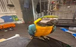 Macaws birds for sale: Blue & Gold Male Macaw - Image 1