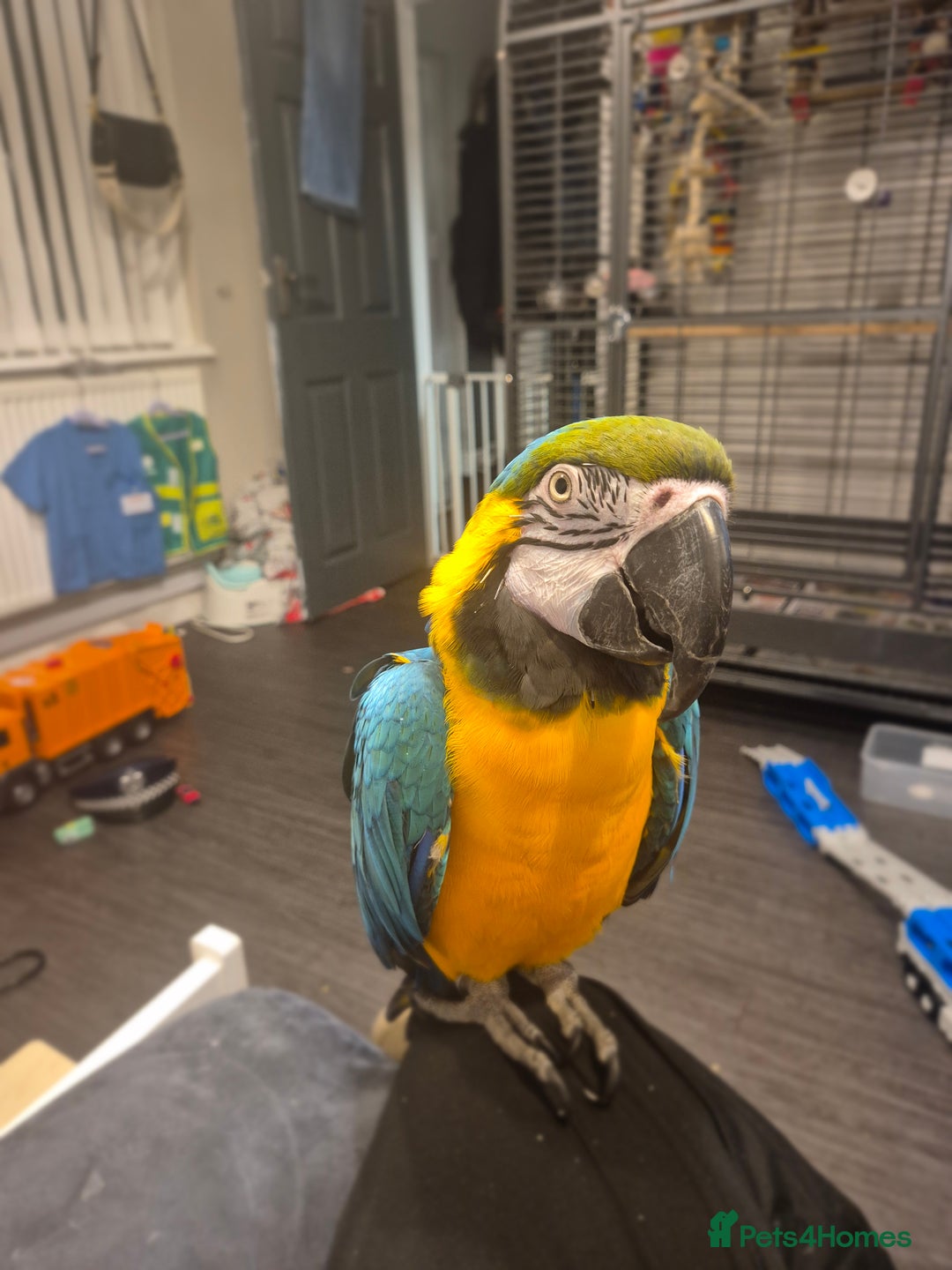Macaws birds for sale: Blue & Gold Male Macaw - Image 1