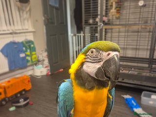 Macaws birds Blue & Gold Male Macaw - Advert 3