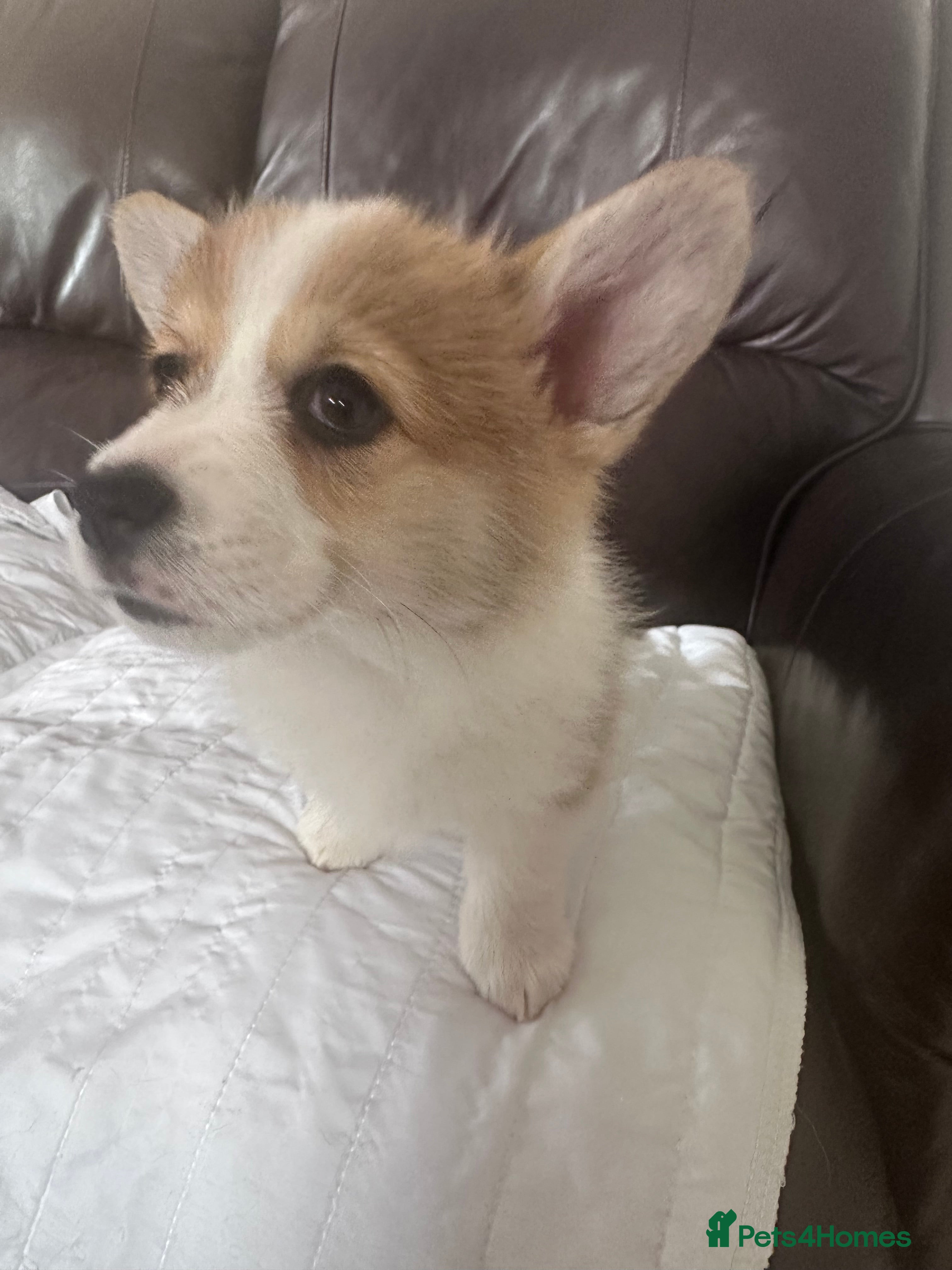 Welsh Corgi Pembroke dogs Pedigree Pembrokeshire Welsh Corgi Puppies - Advert 2