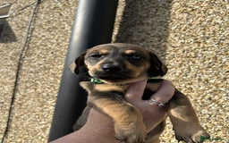 Mixed Breed dogs for sale: Husky x dashound  - Image 10