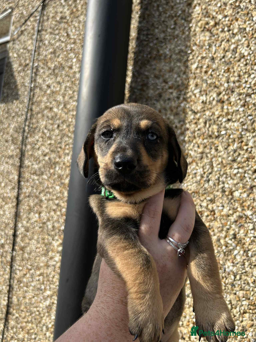 Mixed Breed dogs for sale: Husky x dashound  - Image 10