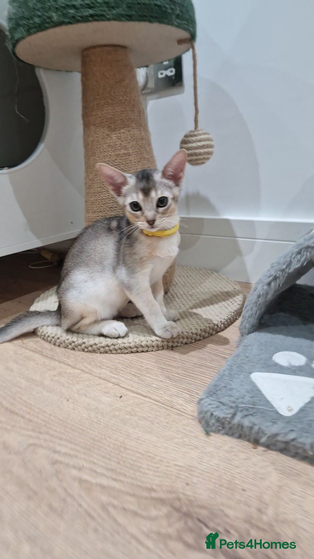 Abyssinian cats for sale: SILVER Abyssinian kittens - Image 6