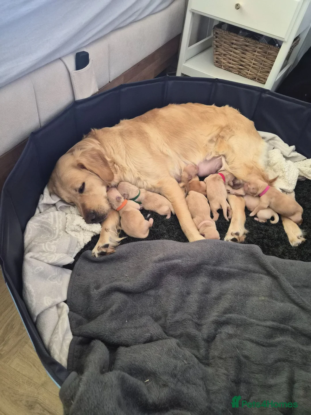 Golden Retriever dogs for sale: Golden Retriever puppies - Advert 36