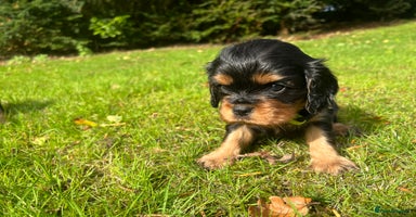 Cavalier King Charles Spaniel dogs - Advert 5