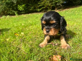 Cavalier King Charles Spaniel dogs - Advert 2