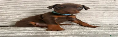 Brown Light Blue Collar