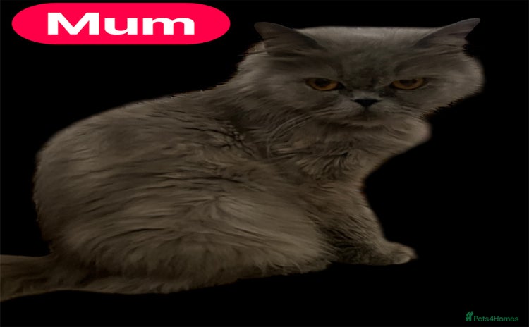 Persian cats - Advert 1