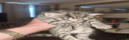 Bengal cats for sale: Bengal x British Shorthair  - Advert 33