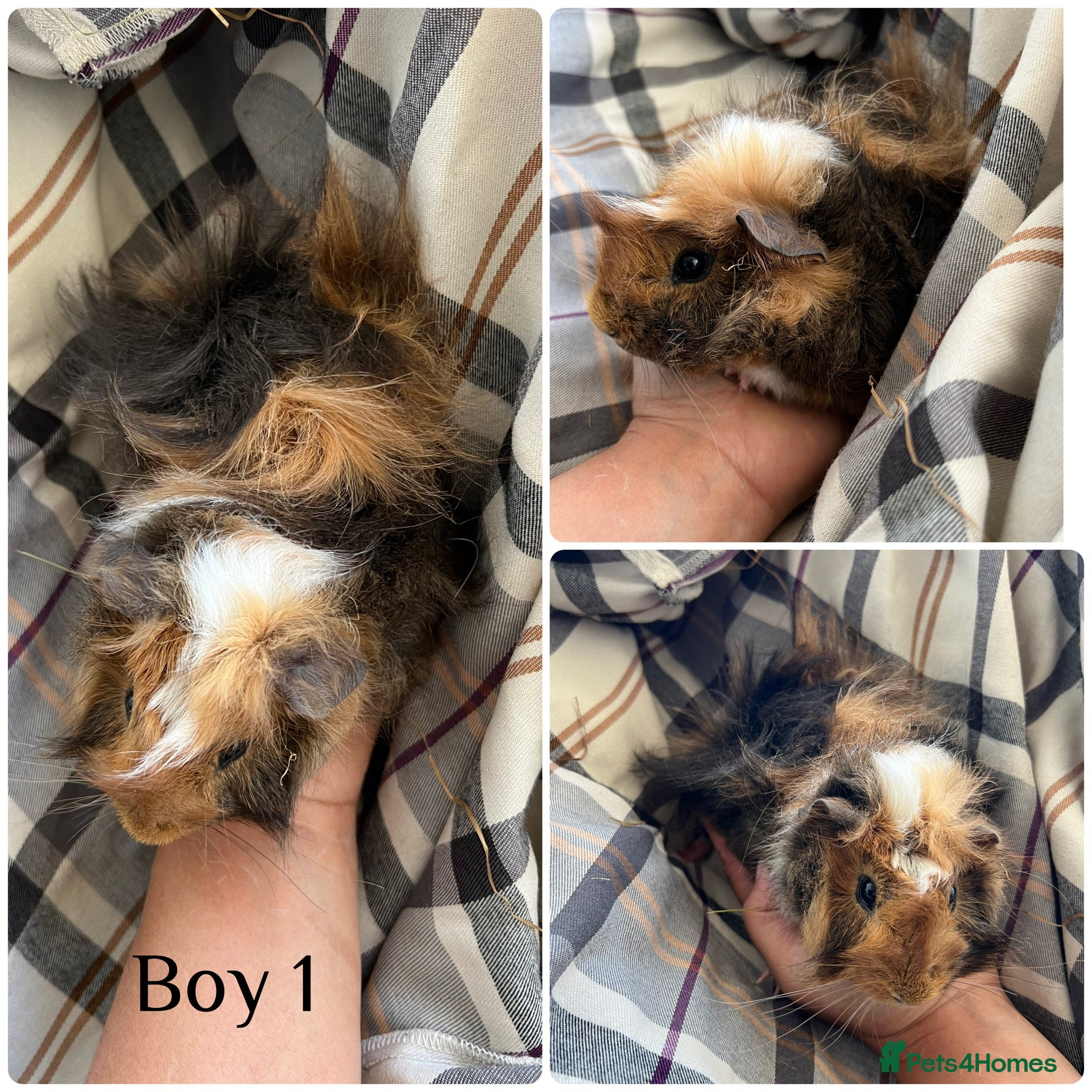 Guinea Pig rodents for sale: 3 boy guinea pigs  - Advert 7