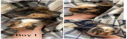 Guinea Pig rodents for sale: 3 boy guinea pigs  - Advert 1