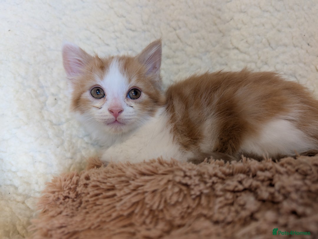 Maine Coon cats for sale: Maine-coon Mix for sale 😼 - Image 7