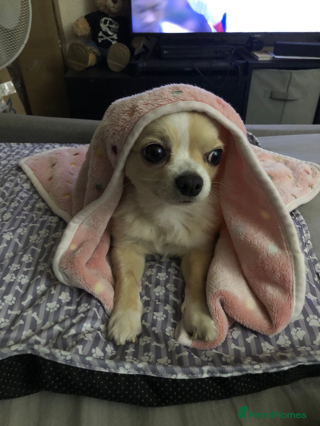 Chihuahua dogs for stud: Handsome Chihuahua for stud - Image 3