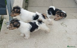 Fox Terrier dogs for sale: KC Reg Wire Fox Terrier Puppies READY NOW - Image 30