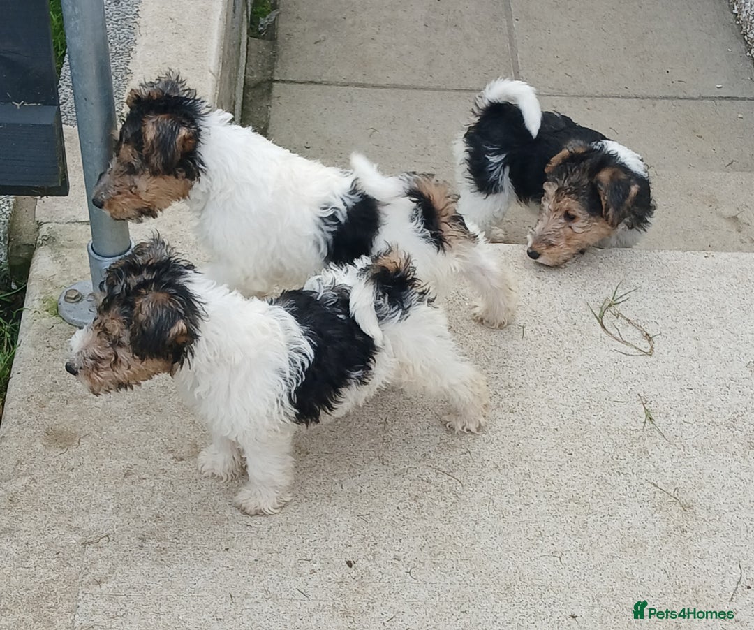 Fox Terrier dogs for sale: KC Reg Wire Fox Terrier Puppies READY NOW - Image 30