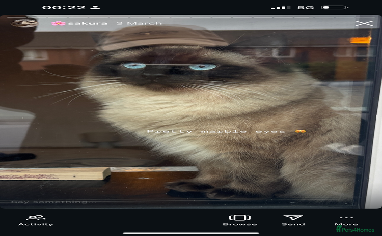 Ragdoll cats - Advert 1