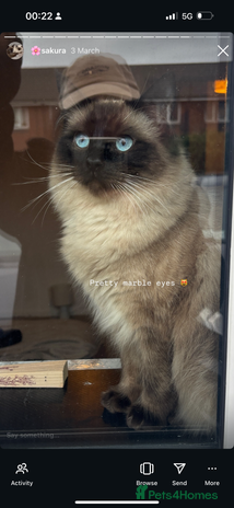 Ragdoll cats - Advert 1