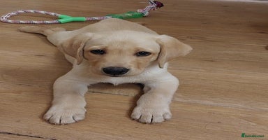 Labrador Retriever dogs - Advert 1