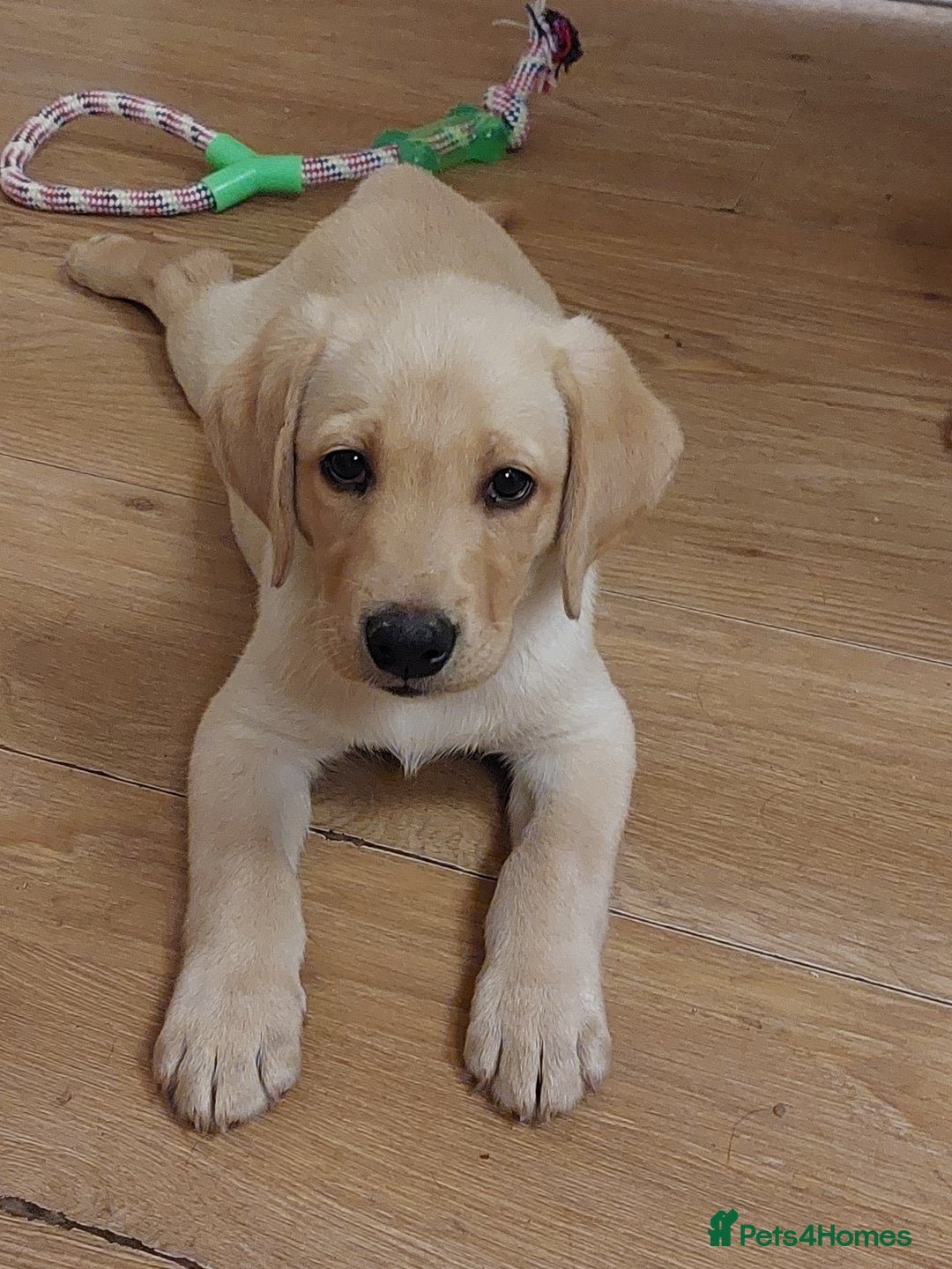 Labrador Retriever dogs for sale: 2 MALE, 1 FEMALE , KC REG, HEALTH TESTED PARENTS  - Image 2